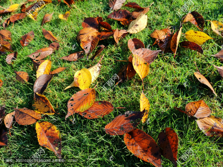 秋天草地上的落叶