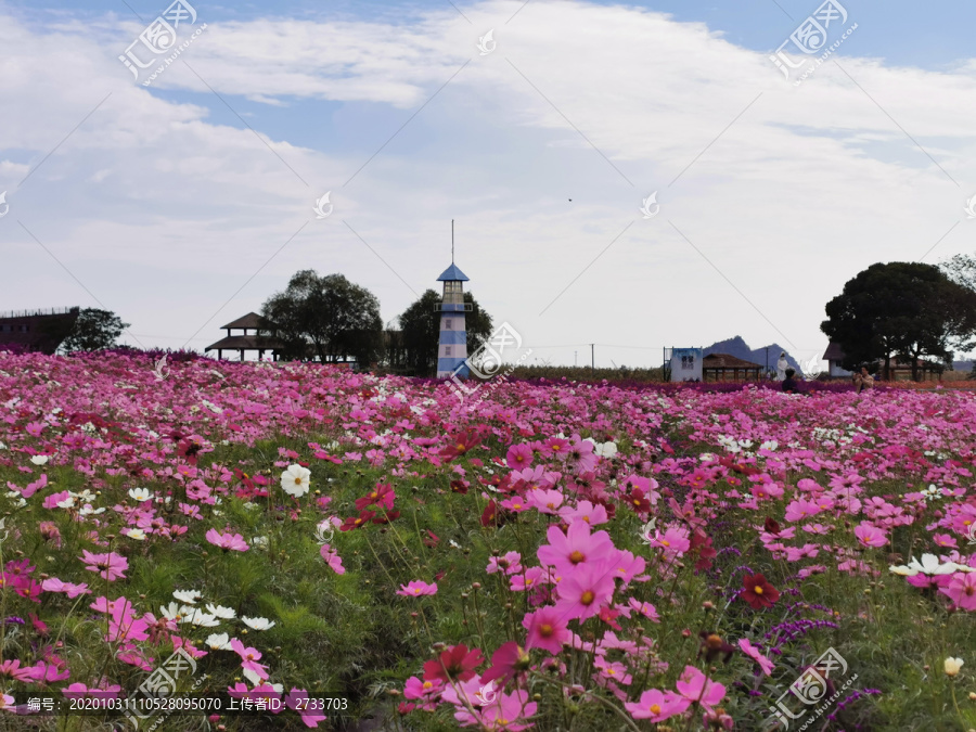 太湖花海