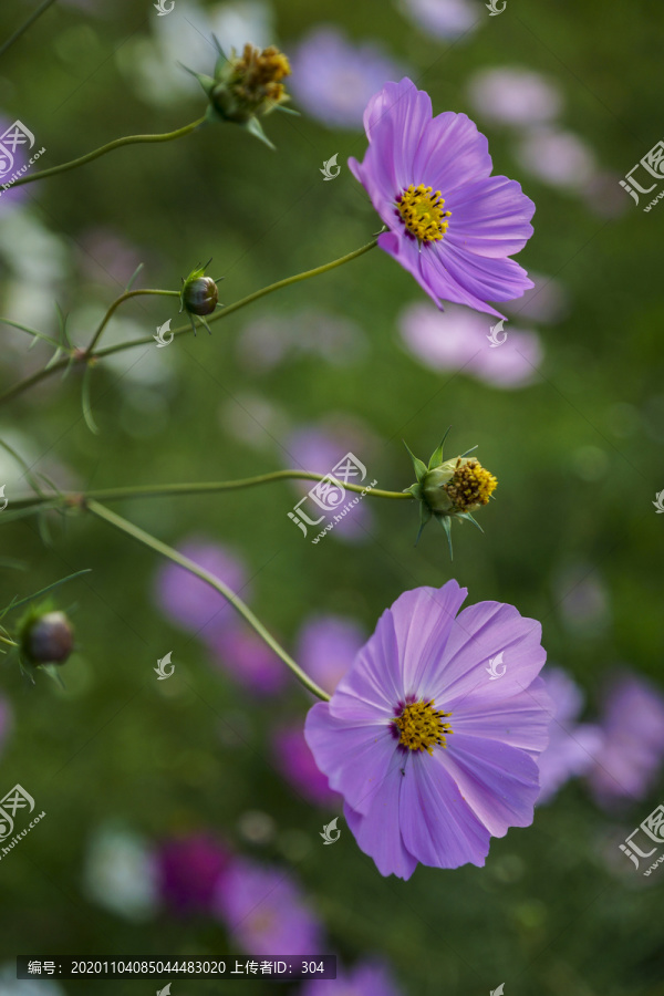 盛开的格桑花