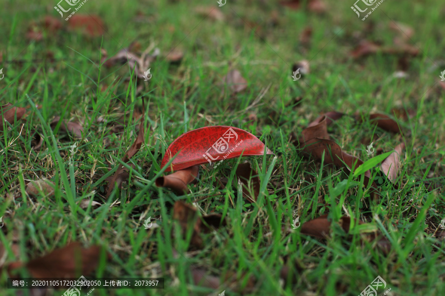 草地上的红叶