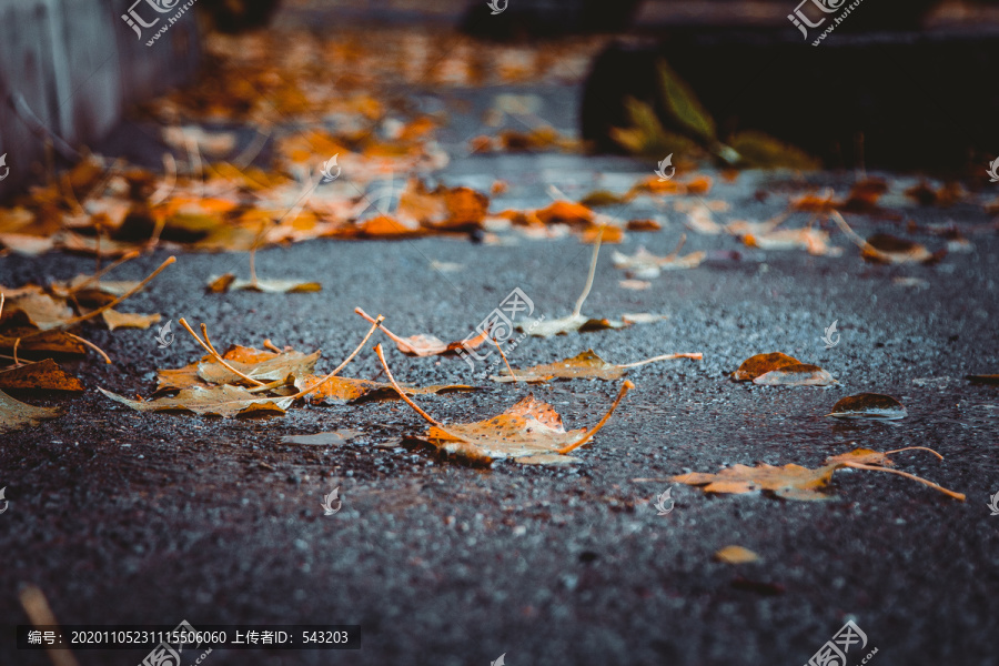 秋季黄色落叶秋天柏油路马路雨后