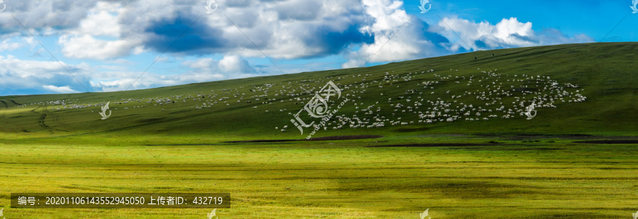 夏季草原羊群大长幅