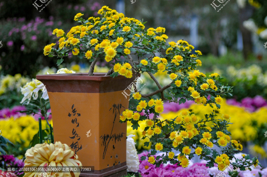 菊花盆景