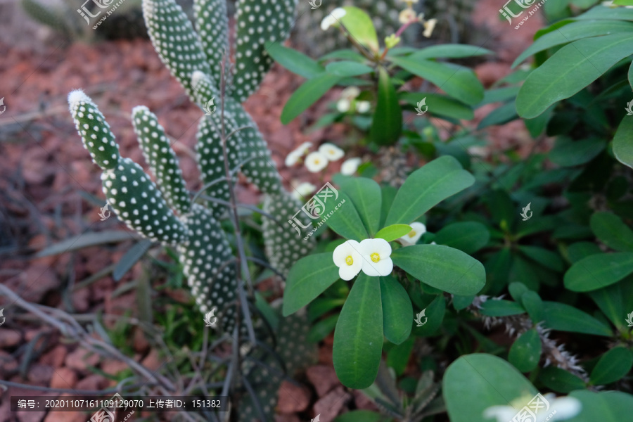 仙人掌和小花