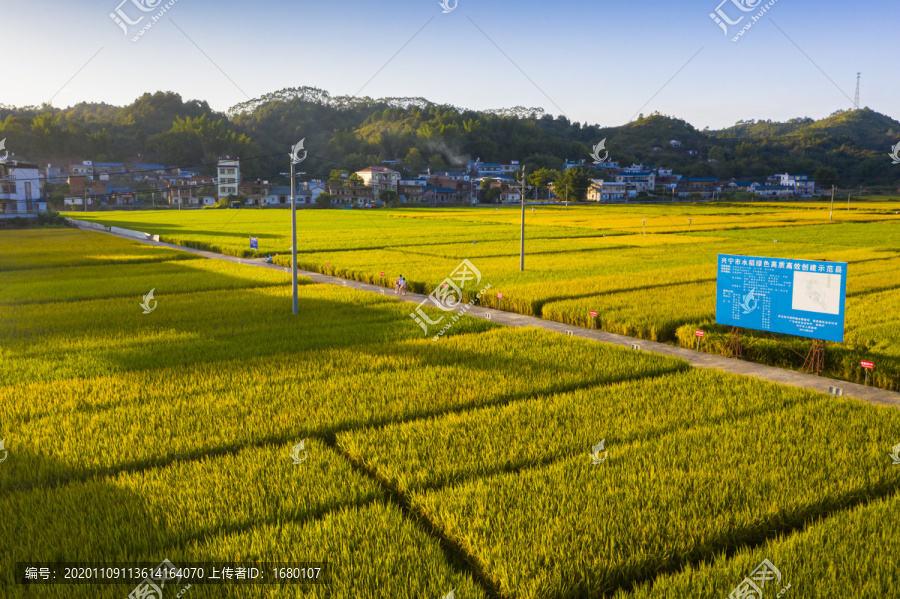 金色稻田