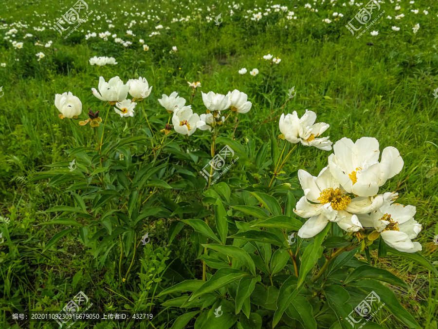 山坡芍药花