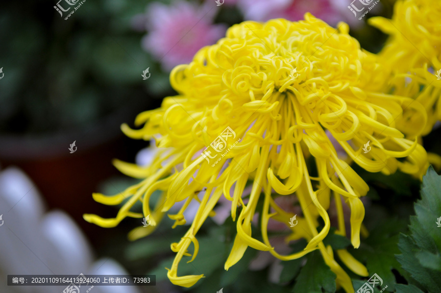 黄色金丝菊