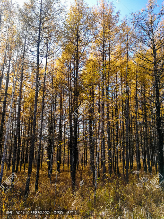 秋季松林