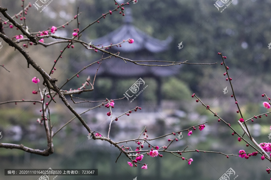 杭州花港观鱼公园探梅