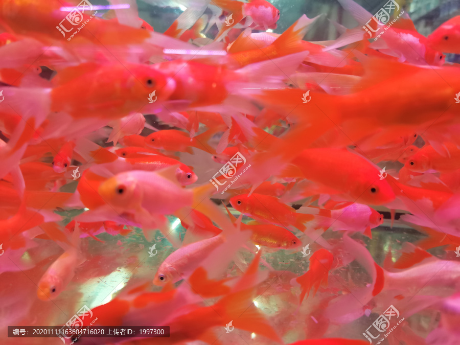 红色小金鱼鱼群