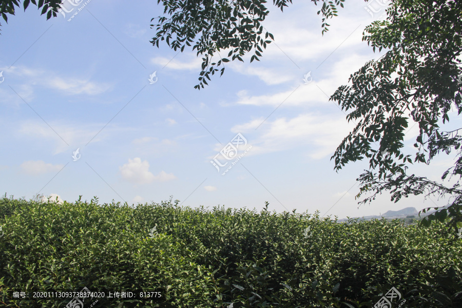 茶园天空景色