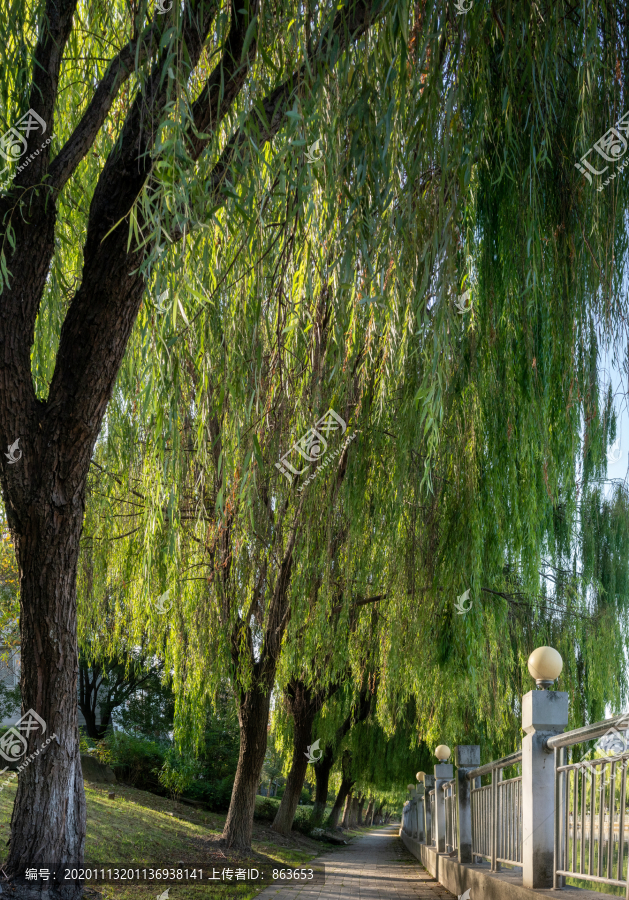 河畔杨柳