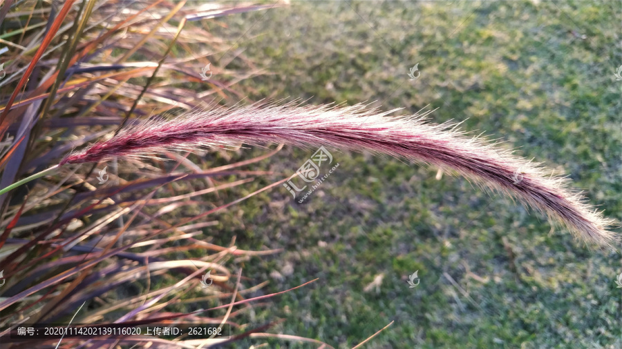 紫穗狼尾草