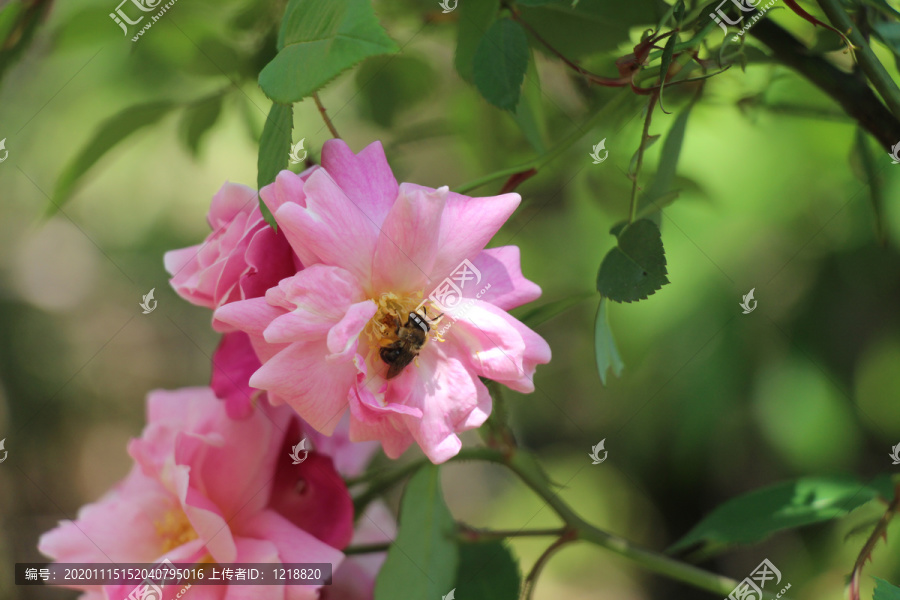 蜜蜂在月季花上采蜜
