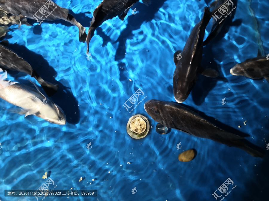 海鲜缸