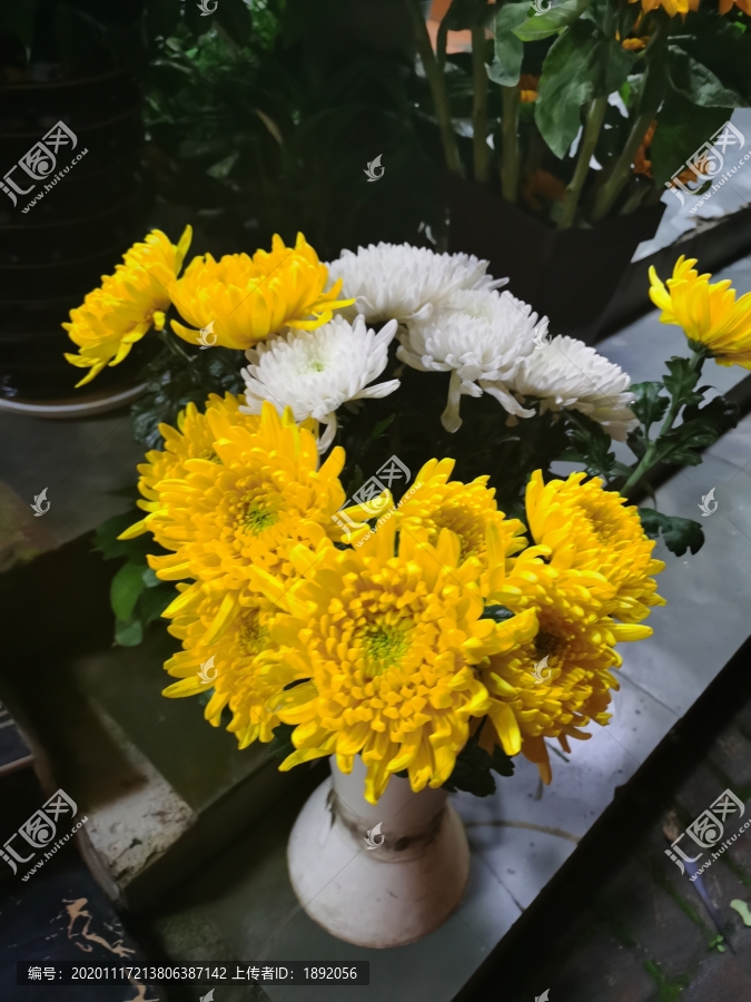 菊花