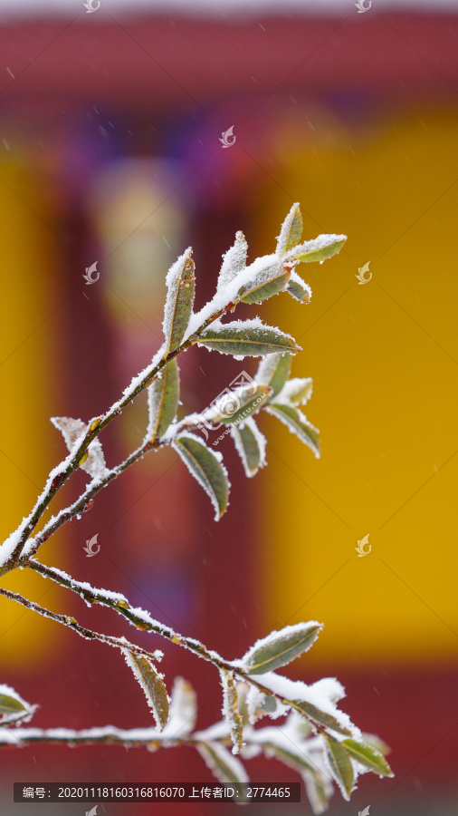 古寺黄墙下的积雪枝条