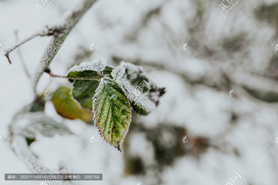 雪后的树叶