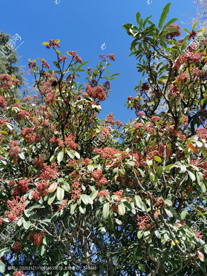 球花石楠