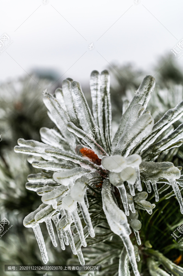 雨雪过后在冰雪之中的松枝