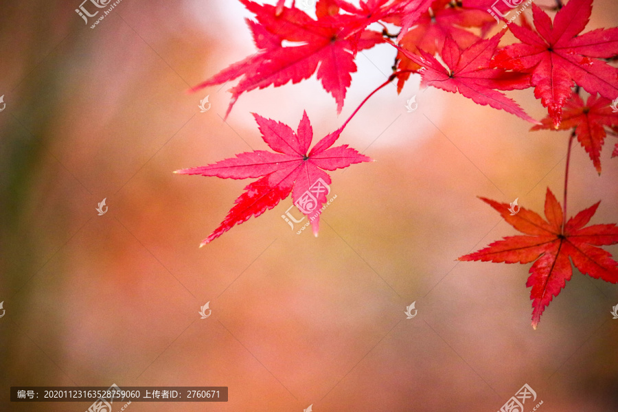 秋天的一枝红枫叶