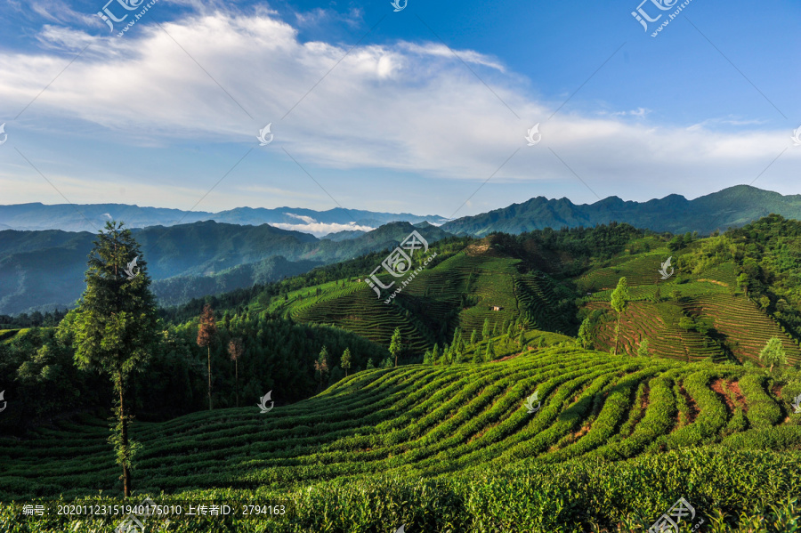 茶山风光