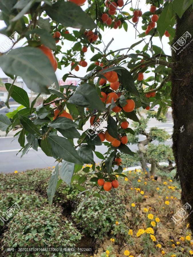 金弹子树与果实