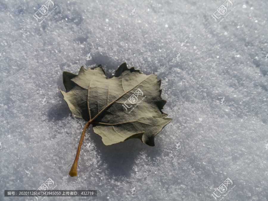 雪地上的一片树叶