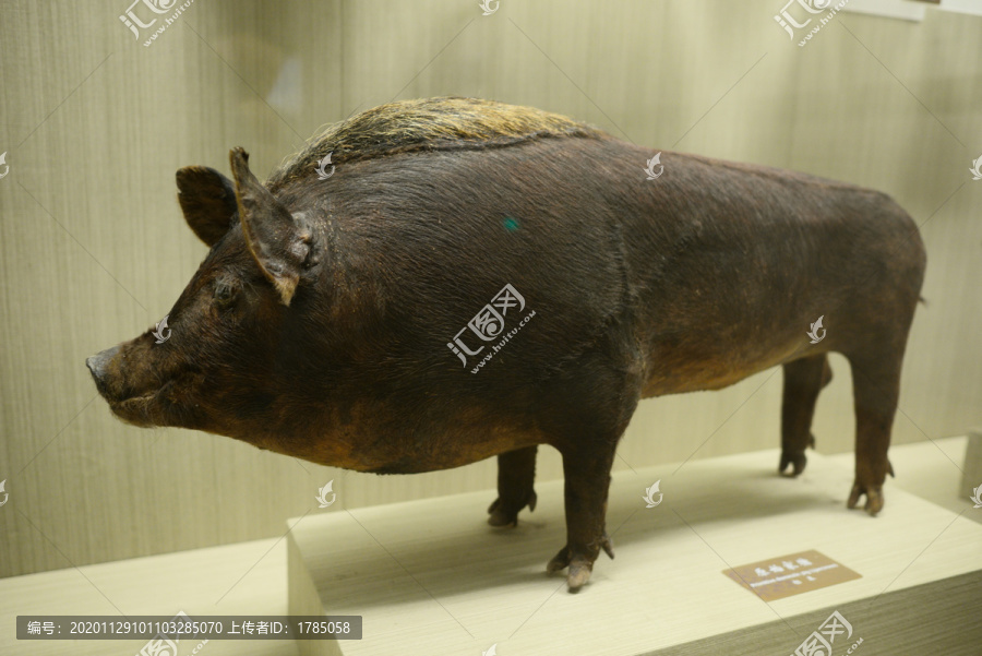原始家猪标本