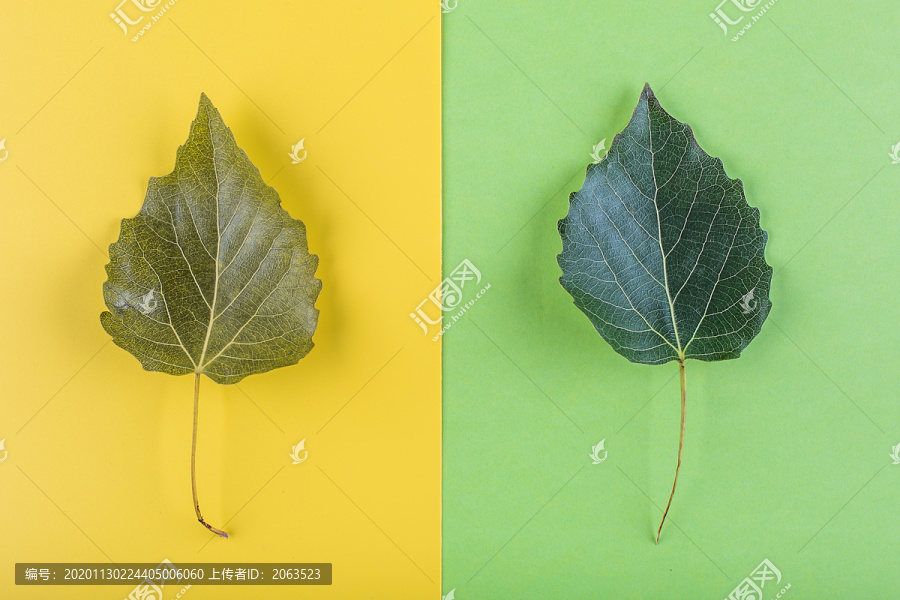 树叶的颜色体现季节交替变化配图