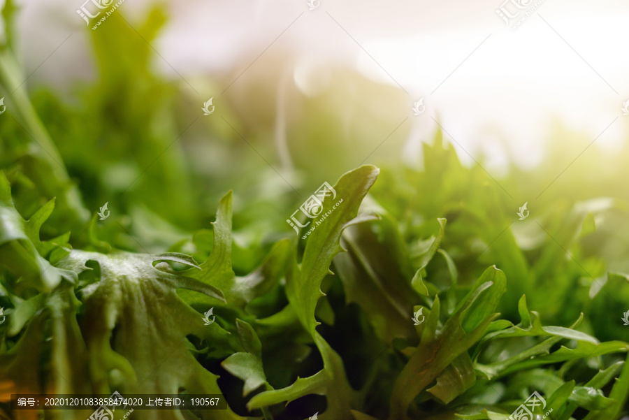 保鲜室内新鲜的茼蒿叶