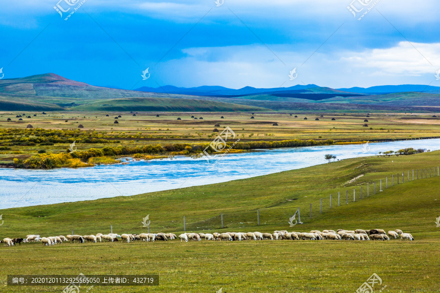 秋季河流草原羊群