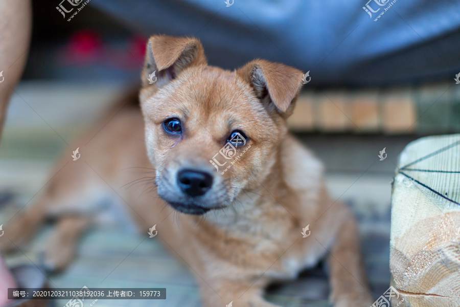 土狗