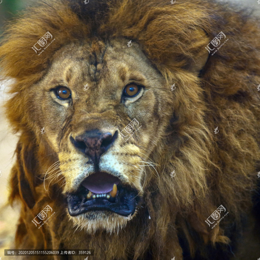 王城动物园狮子