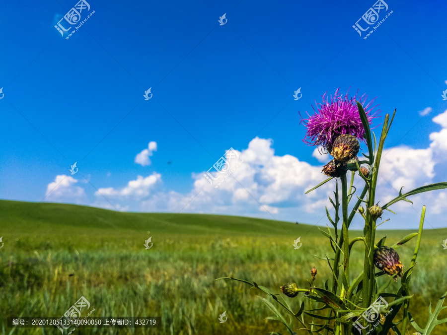 夏季草原野花