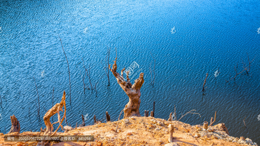 湖畔枯树