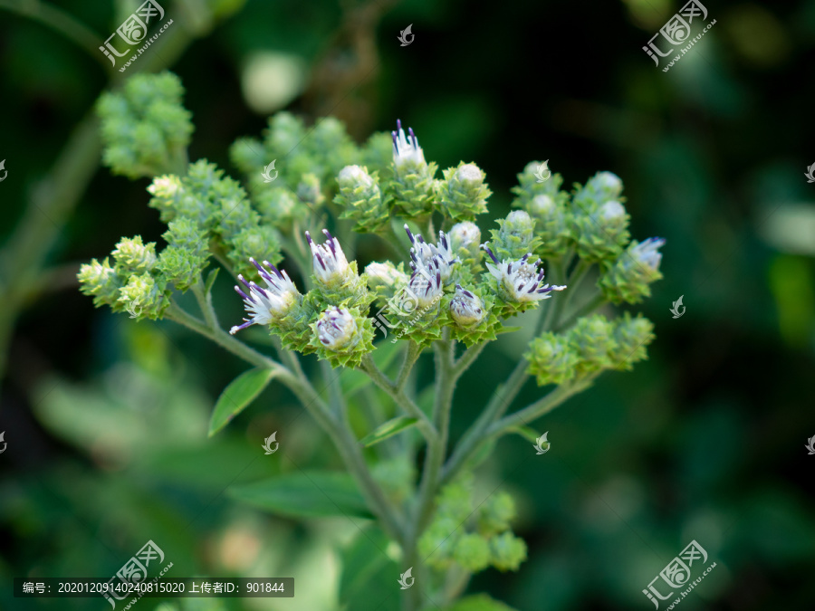 菊科植物小花风毛菊