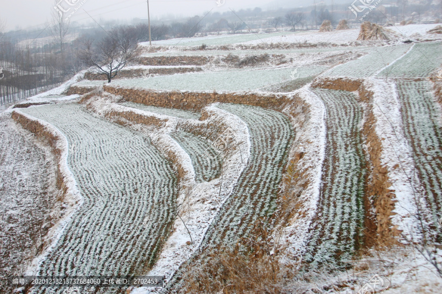 雪后农田
