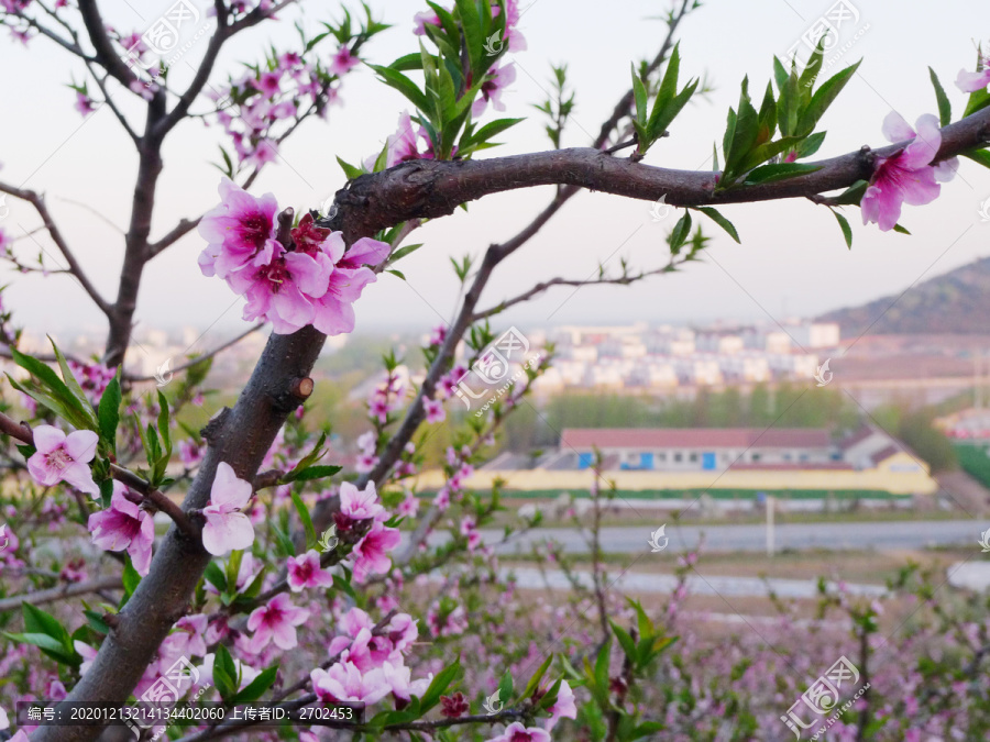 桃花