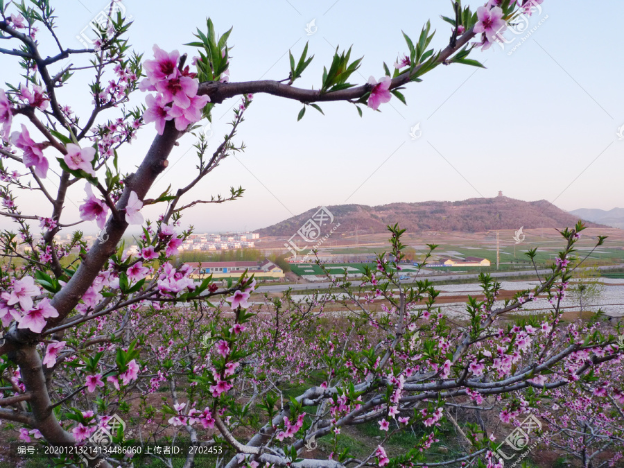桃花