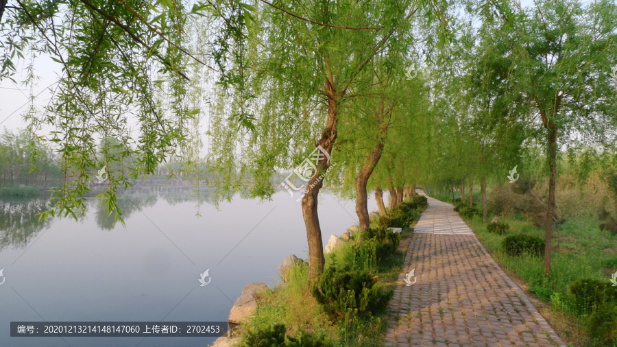 河边垂柳