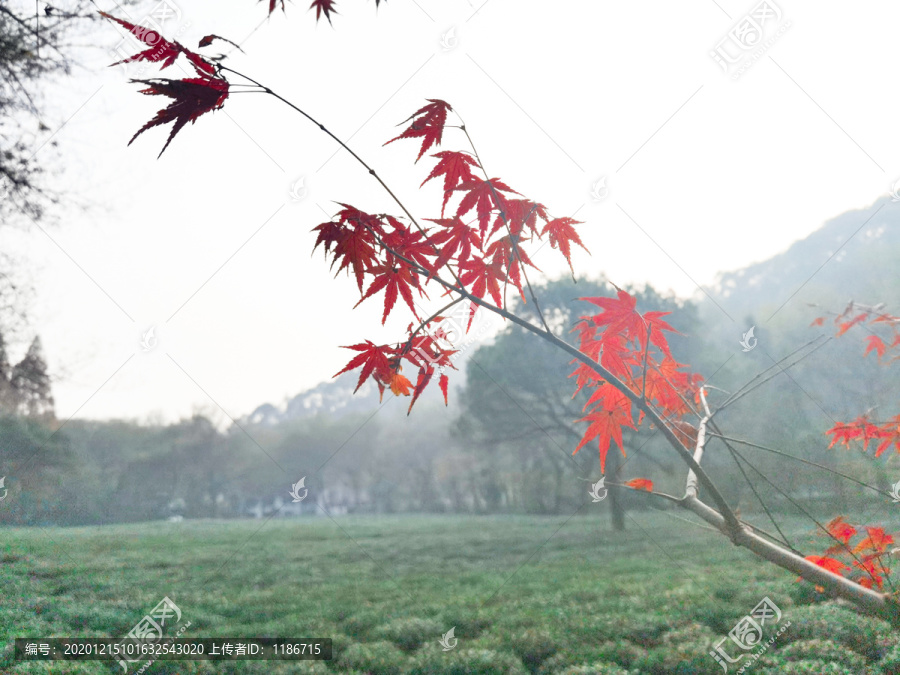 九溪的枫叶