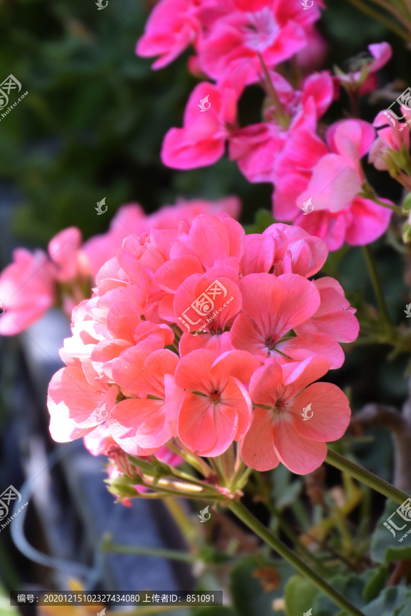 圣诞伽蓝菜