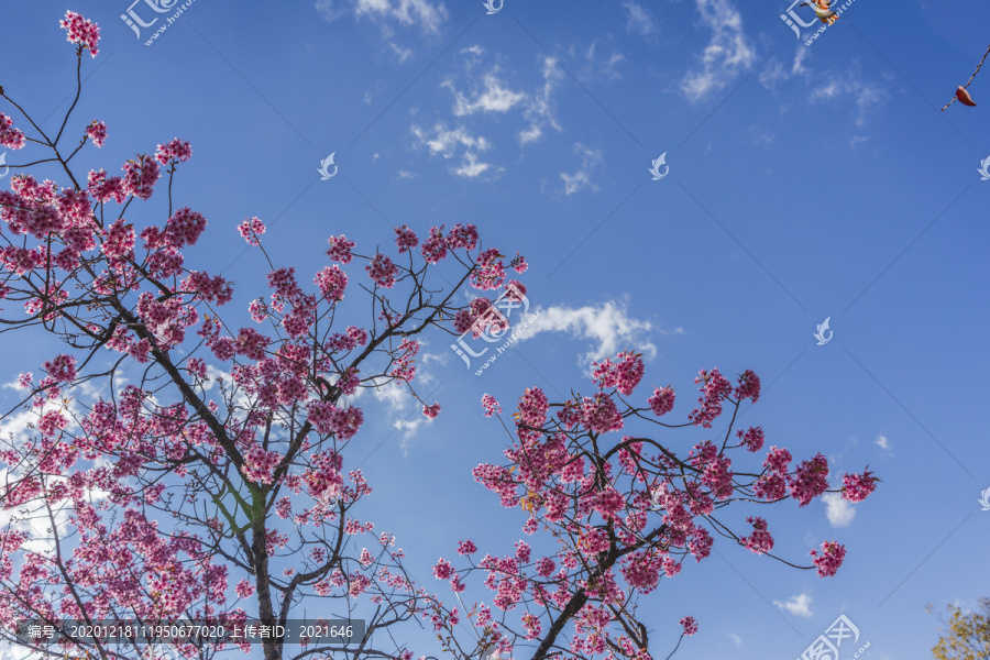蓝天白云与绽放的美丽冬樱花