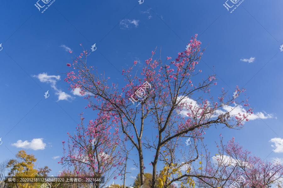 盛开的美丽冬樱花与蓝天白云