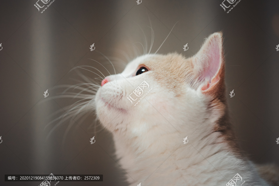 萌宠动物猫咪