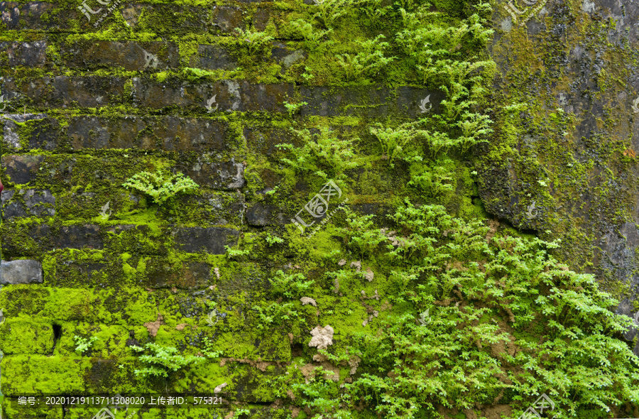 砖墙苔藓