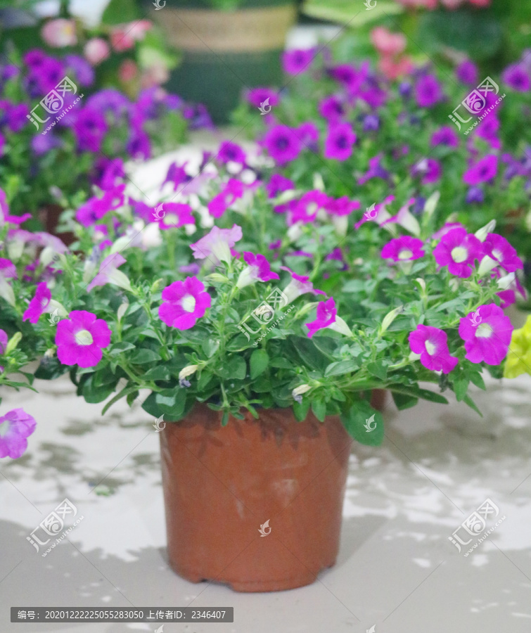 紫色花小盆栽