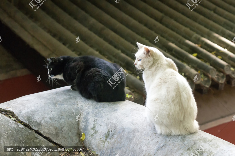 黑猫白猫