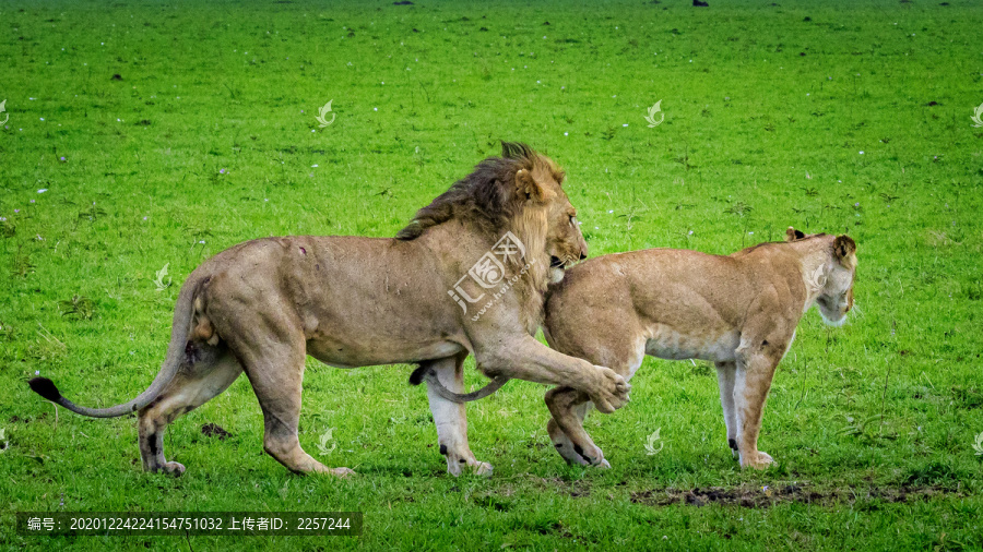 非洲狮夫妇